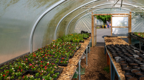 Polytunnel at Malpas Court