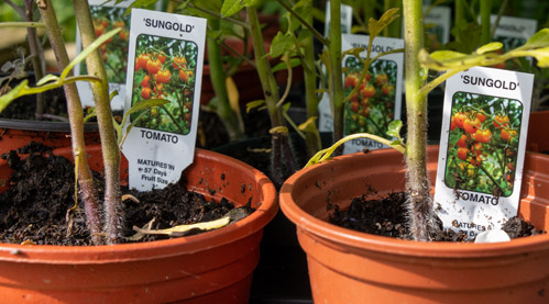 Poly tunnel